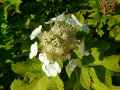 Hydrangea quercifolia