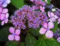 Hydrangeaceae-Hydrangea-serrata-Hortensia-bonnet-de-dentelle.jpg