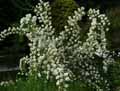 Philadelphus purpureomaculatus Belle Etoile