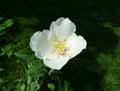 Philadelphus purpureomaculatus Belle Etoile