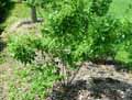Philadelphus purpureomaculatus Belle Etoile