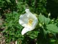 Philadelphus purpureomaculatus Belle Etoile