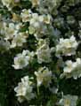 Hydrangeaceae-Philadelphus-purpureomaculatus-Belle-Etoile-Seringat.jpg