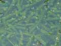 Elodea nuttallii