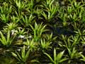 Hydrocharitaceae-Stratiotes-aloides-Aloes-d-eau.jpg