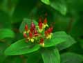 Hypericum Hidcote