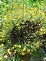 Hypericum olympicum