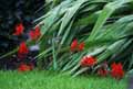 Iridaceae-Crocosmia-Lucifer-Crocosmia-Crocosmie.jpg