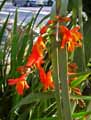 Crocosmia x crocosmiiflora