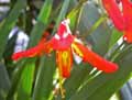 Iridaceae-Crocosmia-x-crocosmiiflora-Crocosmia-Crocosmie.jpg