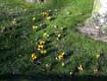 Crocus flavus