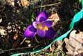 Iridaceae-Crocus-flavus-x-Crocus.jpg