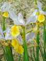 Iris Apollo