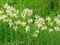 Iris Apollo