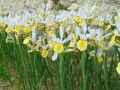 Iris Apollo