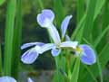 Iris brevicaulis