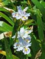 Iris confusa
