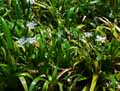 Iris confusa
