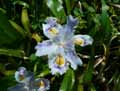 Iris confusa