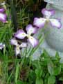 Iris ensata Himatsuri
