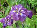 Iris ensata Ledo Mishiki