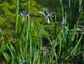 Iris ensata var. pabularia