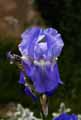 Iris germanica