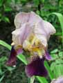 Iris germanica
