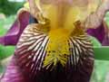 Iris germanica