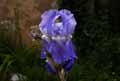 Iris germanica