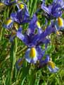 Iris hollandica