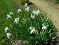 Iris latifolia