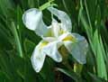 Iris latifolia