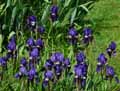 Iris lutescens
