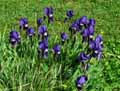 Iris lutescens