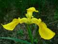 Iris pseudoacorus