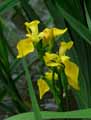 Iris pseudoacorus