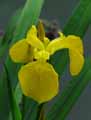 Iris pseudoacorus