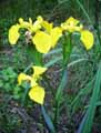 Iris pseudoacorus