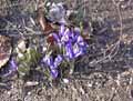 Iris reticulata