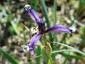 Iris spuria
