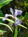 Iris versicolor