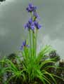 Iris virginica