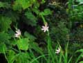 Schizostylis coccinea