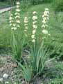 Sisyrinchium striatum