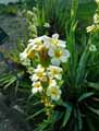 Iridaceae-Sisyrinchium-striatum-Sisyrinque-Bermudienne-striee.jpg