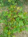 Itea ilicifolia