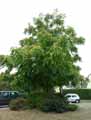 Juglans ailantifolia, Juglans cordiformis, Juglans sieboldiana