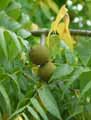 Juglans nigra