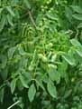 Juglans regia